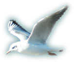 紅嘴鷗(于國海攝)