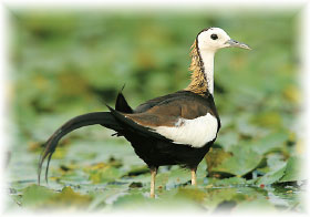 水雉(鄭永富攝)