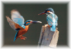普通翠鳥(鄭永富攝)